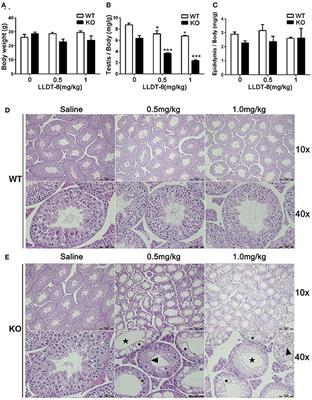 Critical Role of Hepatic Cyp450s in the Testis-Specific Toxicity of (5R)-5-Hydroxytriptolide in C57BL/6 Mice